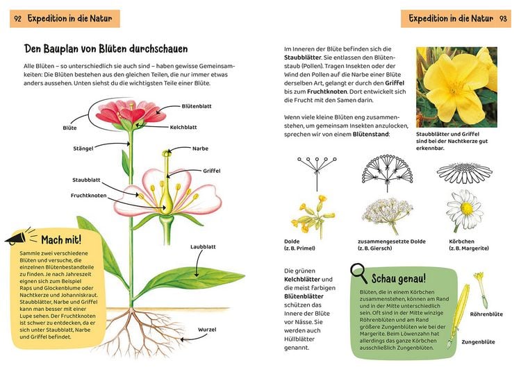 Produktbild: Was bl&uuml;ht denn da? Kindernaturf&uuml;hrer