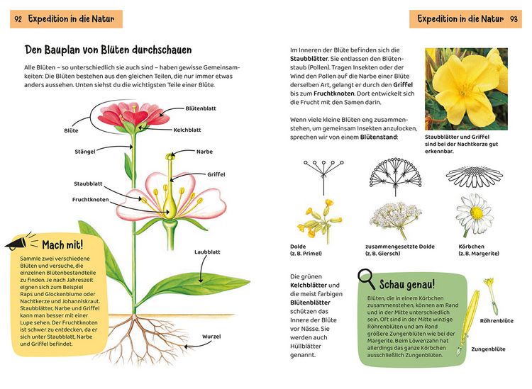 Produktbild: Was bl&uuml;ht denn da? Kindernaturf&uuml;hrer