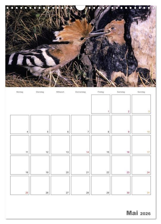 Produktbild: Sperlingsv&ouml;gel an der Schwelle zum Leben (Wandkalender 2026 DIN A3 hoch), CALVENDO Monatskalender
