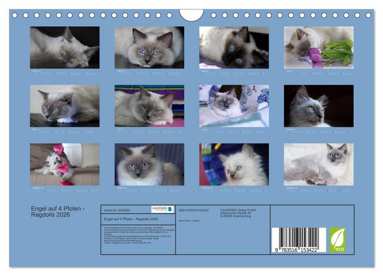 Produktbild: Engel auf 4 Pfoten - Ragdolls 2026 (Wandkalender 2026 DIN A4 quer), CALVENDO Monatskalender