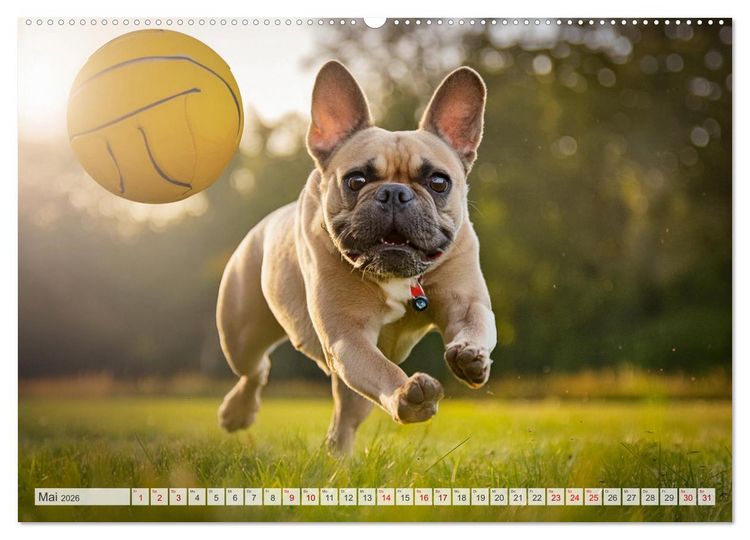 Produktbild: Bullys in Action - Franz&ouml;sische Bulldoggen lieben B&auml;lle (hochwertiger Premium Wandkalender 2026 DIN A2 quer), Kunstdruck in Hochglanz