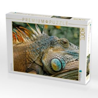Produktbild: CALVENDO Puzzle Wundersch&ouml;ner Leguan | 1000 Teile Lege-Gr&ouml;&szlig;e 64x48cm Foto-Puzzle f&uuml;r gl&uuml;ckliche Stunden