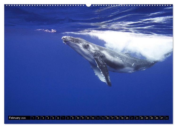 Produktbild: A Whale of a Year (High Quality Premium Wall Calendar 2026 DIN A2 landscape),CALVENDO 12 Month Wall Calendar