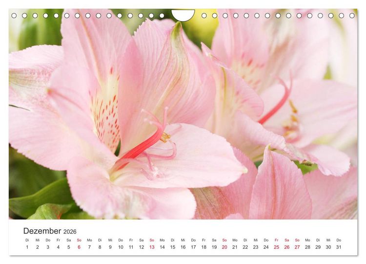 Produktbild: Feurige Lilien (Wandkalender 2026 DIN A4 quer), CALVENDO Monatskalender