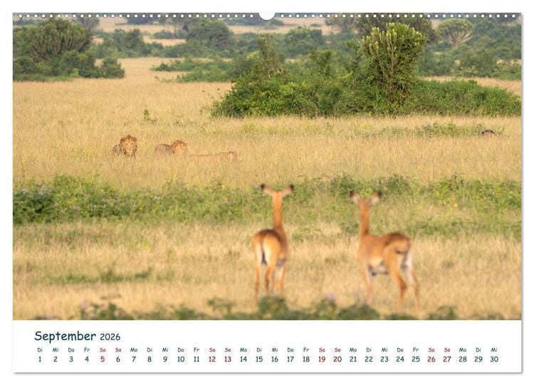 Produktbild: Fernweh Uganda - Natursch&ouml;nheit Ostafrikas (Wandkalender 2026 DIN A2 quer), CALVENDO Monatskalender