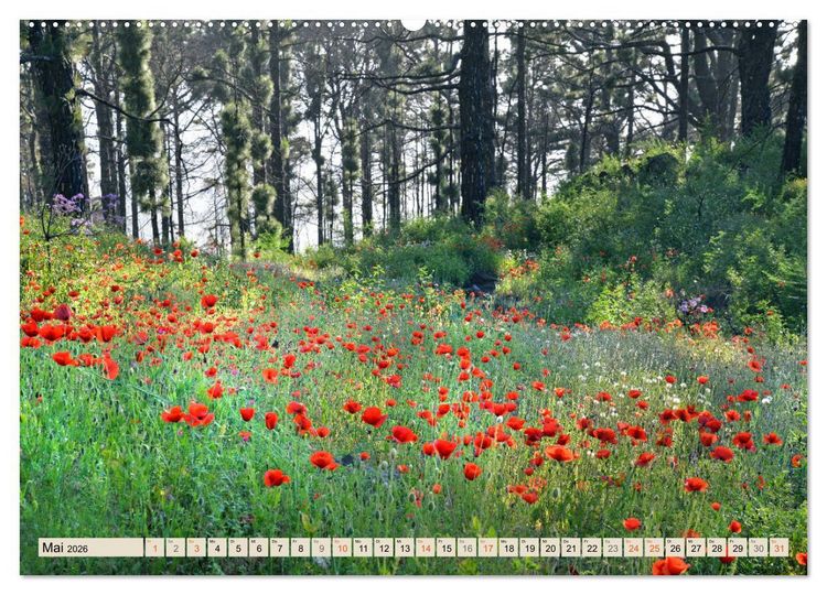 Produktbild: Magic Moments - LA PALMA (hochwertiger Premium Wandkalender 2026 DIN A2 quer), Kunstdruck in Hochglanz