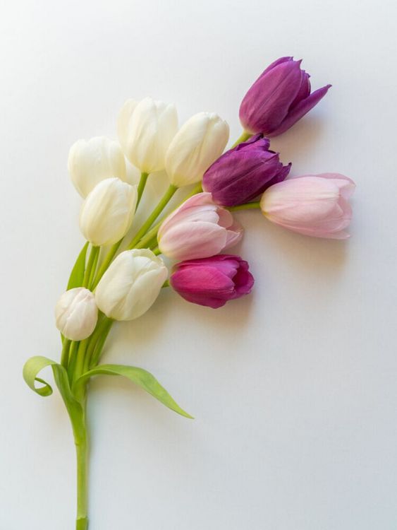 Produktbild: CALVENDO Puzzle Tulpenzauber | 1000 Teile Lege-Gr&ouml;&szlig;e 64x48cm Foto-Puzzle f&uuml;r gl&uuml;ckliche Stunden