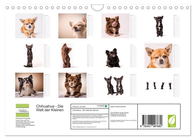 Produktbild: Chihuahua - Die Welt der Kleinen (Wandkalender 2026 DIN A4 quer), CALVENDO Monatskalender