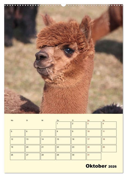 Produktbild: Alpakas erleben (hochwertiger Premium Wandkalender 2026 DIN A2 hoch), Kunstdruck in Hochglanz