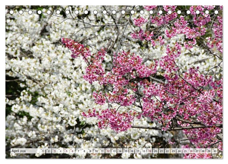 Produktbild: Die Kirschbl&uuml;te in Japan (Tischkalender 2026 DIN A5 quer), CALVENDO Monatskalender