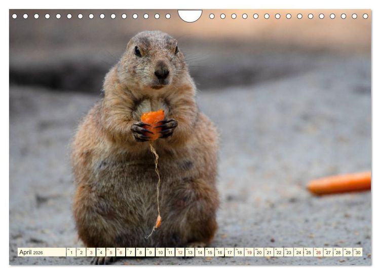 Produktbild: Pr&auml;riehunde - s&uuml;&szlig;e S&auml;uger (Wandkalender 2026 DIN A4 quer), CALVENDO Monatskalender
