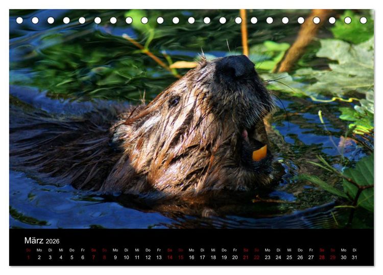 Produktbild: Das Leben der Biber (Tischkalender 2026 DIN A5 quer), CALVENDO Monatskalender