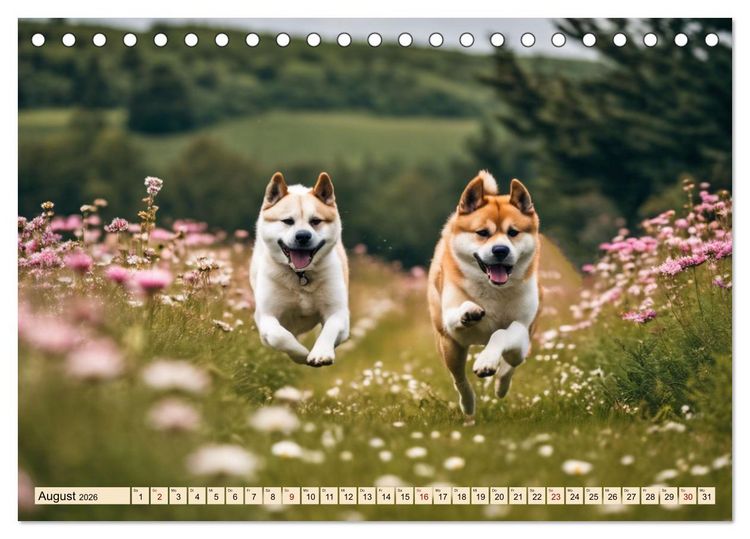Produktbild: Akita Inu - Inbegriff der Treue (Tischkalender 2026 DIN A5 quer), CALVENDO Monatskalender
