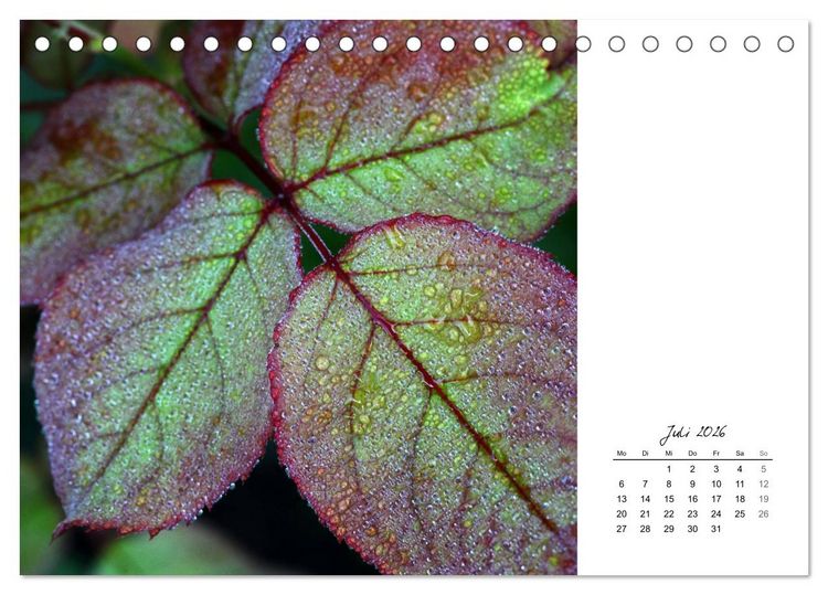 Produktbild: Blattkunst (Tischkalender 2026 DIN A5 quer), CALVENDO Monatskalender