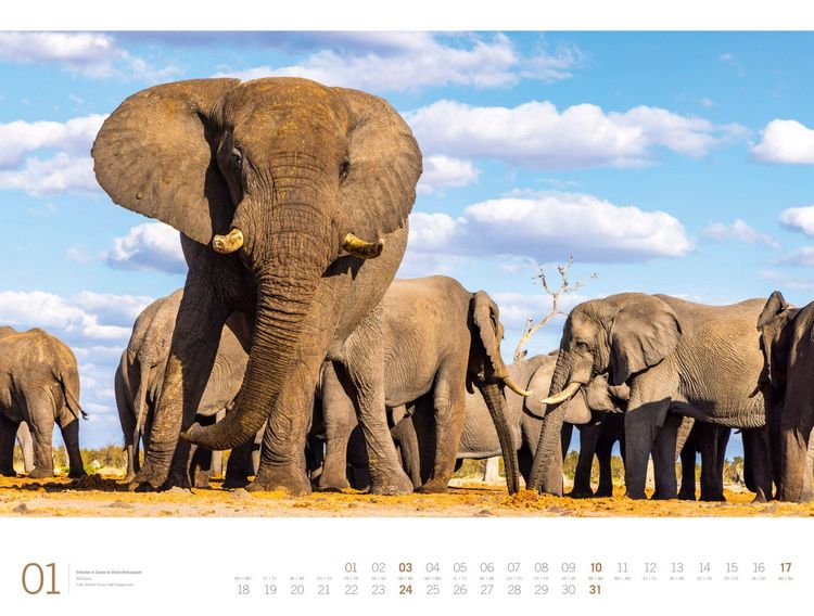 Produktbild: Afrika Gallery Kalender 2027