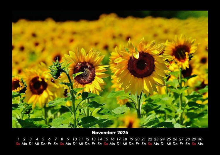 Produktbild: Blumentr&auml;ume 2026 Fotokalender DIN A3