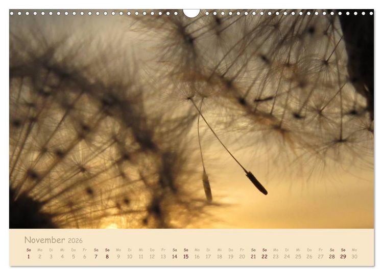 Produktbild: Unscheinbare Sch&ouml;nheit - Pusteblume (Wandkalender 2026 DIN A3 quer), CALVENDO Monatskalender
