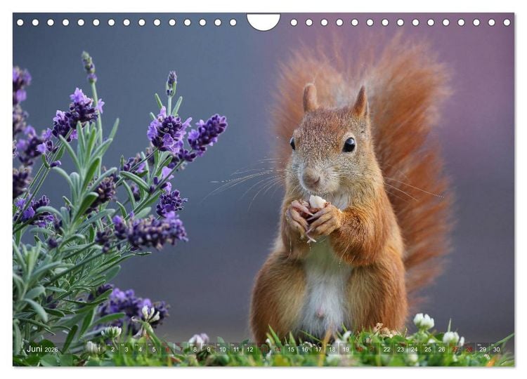 Produktbild: Eichh&ouml;rnchen in zauberhaften Posen (Wandkalender 2026 DIN A4 quer), CALVENDO Monatskalender