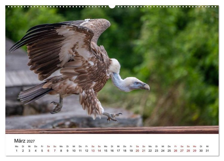 Produktbild: Greifv&ouml;gel in Aktion - Dynamische Flugbilder und Portr&auml;ts (Wandkalender 2027 DIN A2 quer), CALVENDO Monatskalender