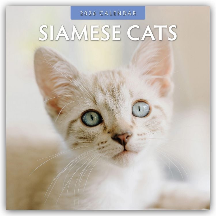 Produktbild: Siamese Cats – Siamkatzen – Siamesische Katzen 2026 – 16-Monatskalender