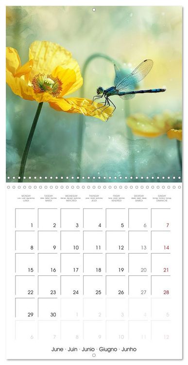 Produktbild: Magical Poppies (Wall Calendar 2026 12 &times; 12 Inch) CALVENDO 12 Month Wall Calendar