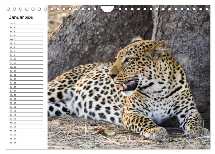 Produktbild: Leoparden. Elegante J&auml;ger (Wandkalender 2026 DIN A4 quer), CALVENDO Monatskalender