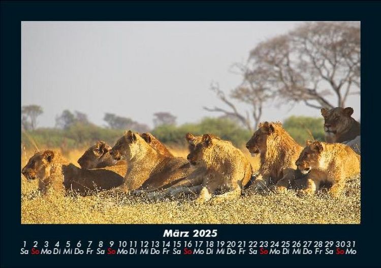 Produktbild: L&ouml;wen in der Wildnis 2025 Fotokalender DIN A5