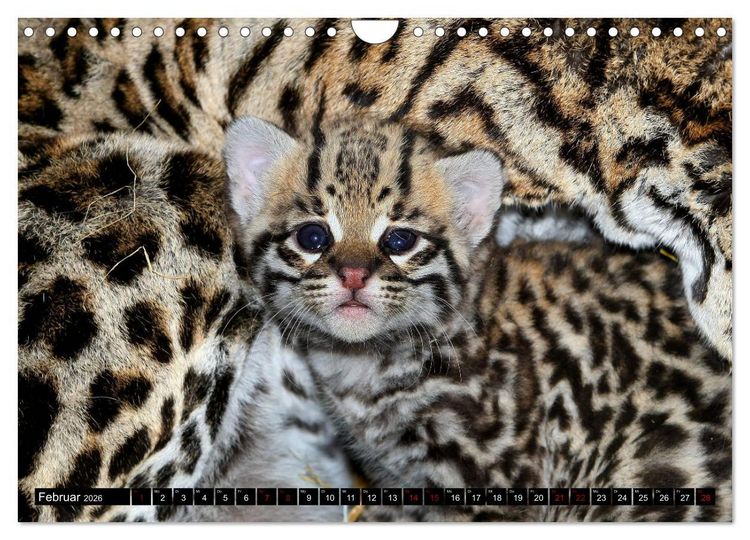 Produktbild: GROSSKATZEN GANZ KLEIN (Wandkalender 2026 DIN A4 quer), CALVENDO Monatskalender