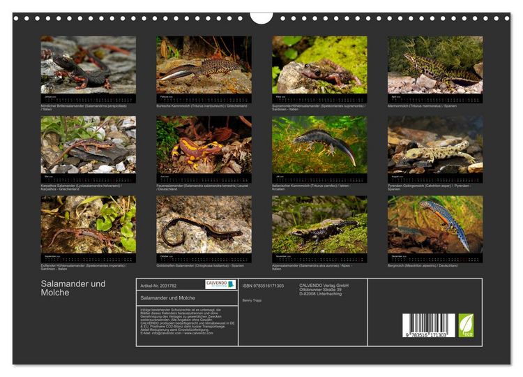 Produktbild: Salamander und Molche (Wandkalender 2026 DIN A3 quer), CALVENDO Monatskalender