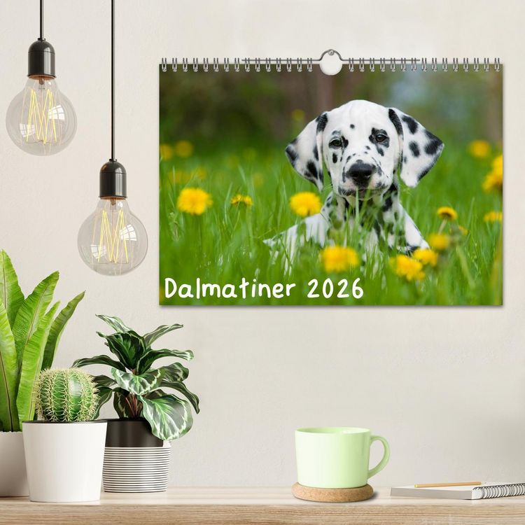 Produktbild: Dalmatiner 2026 (Wandkalender 2026 DIN A4 quer), CALVENDO Monatskalender