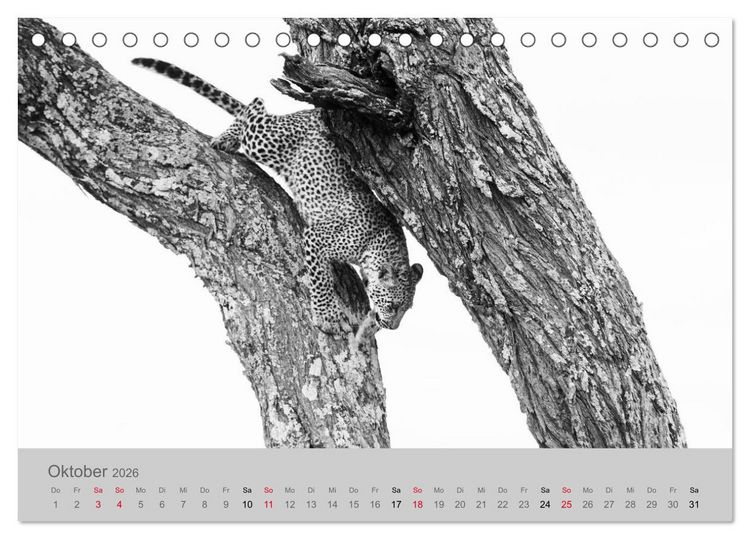 Produktbild: Die Seelen der wilden Tiere (Tischkalender 2026 DIN A5 quer), CALVENDO Monatskalender