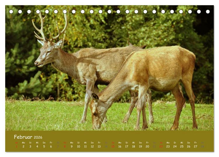Produktbild: Begegnungen. DER HIRSCH (Tischkalender 2026 DIN A5 quer), CALVENDO Monatskalender