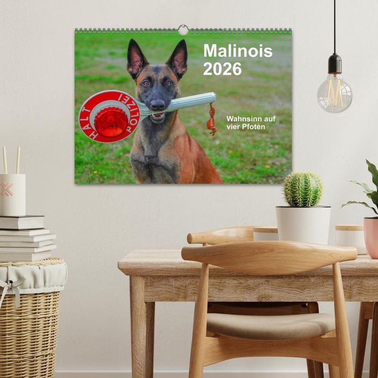 Produktbild: Malinois - Wahnsinn auf vier Pfoten (Wandkalender 2026 DIN A3 quer), CALVENDO Monatskalender