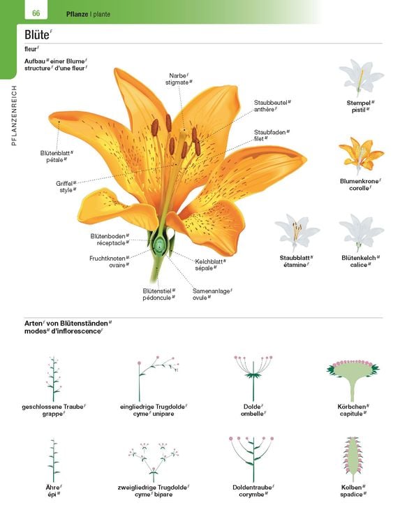Langenscheidt Illustriertes Wörterbuch Französisch