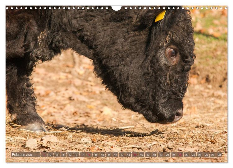 Produktbild: Sch&ouml;ne Schotten - Galloway im Portr&auml;t (Wandkalender 2026 DIN A3 quer), CALVENDO Monatskalender
