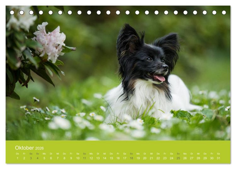 Produktbild: Traumschnauzen (Tischkalender 2026 DIN A5 quer), CALVENDO Monatskalender