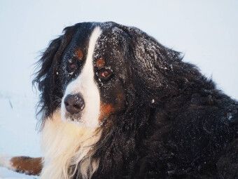 Produktbild: CALVENDO Puzzle Ein Motiv aus dem Kalender Tierisch nahe Berner-Portr&auml;ts | 1000 Teile Lege-Gr&ouml;&szlig;e 64x48cm Foto-Puzzle f&uuml;r gl&uuml;ckliche Stunden