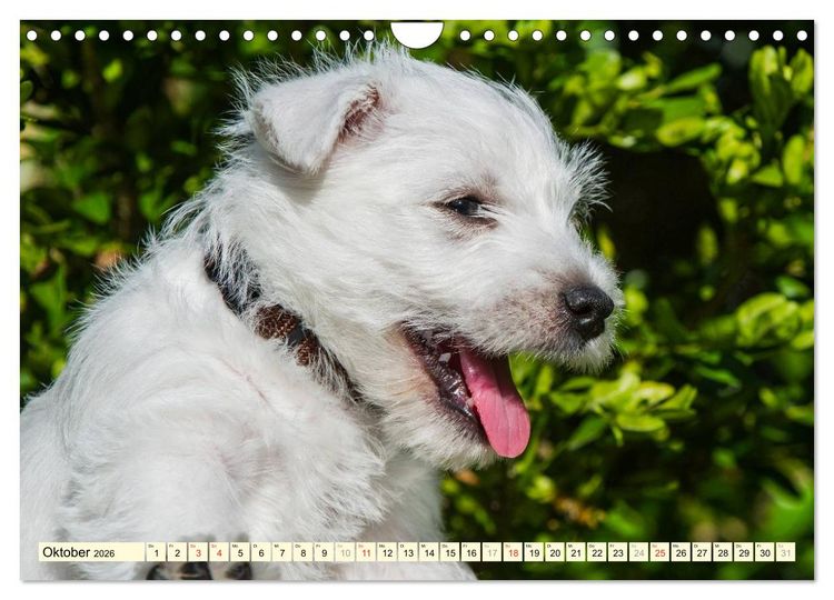 Produktbild: Kobold auf 4 Pfoten - West Highland White Terrier (Wandkalender 2026 DIN A4 quer), CALVENDO Monatskalender