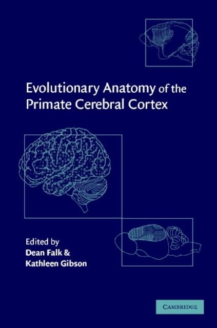 Produktbild: Evolutionary Anatomy of the Primate Cerebral Cortex