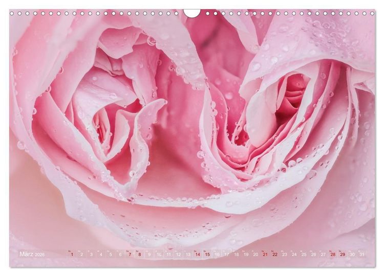 Produktbild: Rosen im Morgentau (Wandkalender 2026 DIN A3 quer), CALVENDO Monatskalender