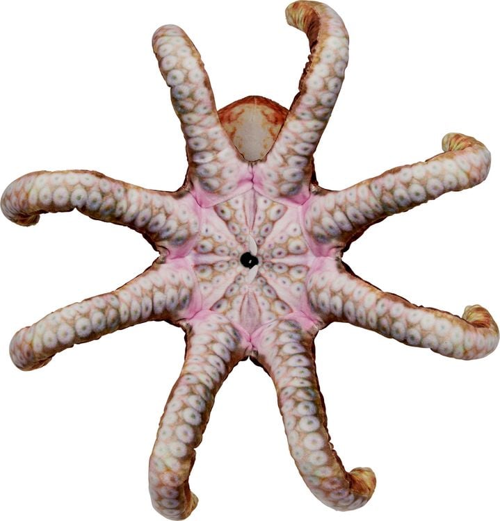 Produktbild: Oktopus Nature Zoom Wild
