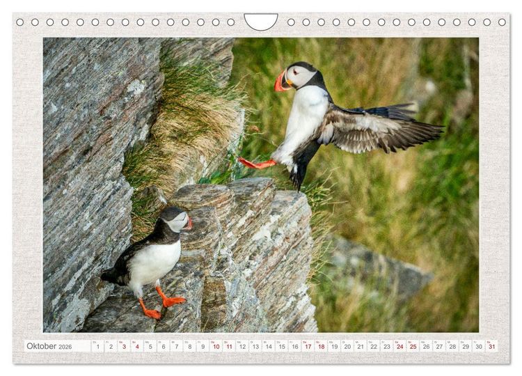 Produktbild: Die kleinen sch&ouml;nen (Wandkalender 2026 DIN A4 quer), CALVENDO Monatskalender