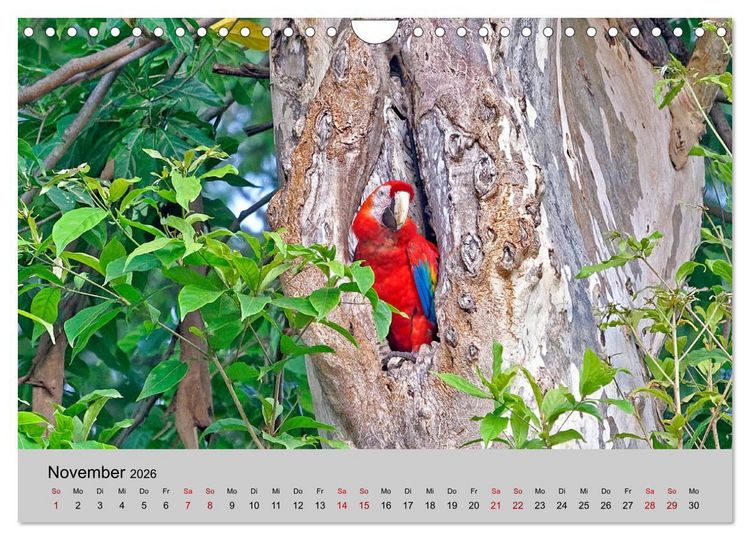 Produktbild: COSTA RICA - Tierische Momente (Wandkalender 2026 DIN A4 quer), CALVENDO Monatskalender