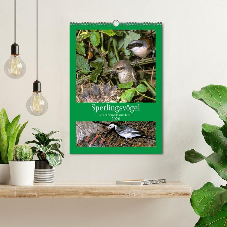 Produktbild: Sperlingsv&ouml;gel an der Schwelle zum Leben (Wandkalender 2026 DIN A3 hoch), CALVENDO Monatskalender