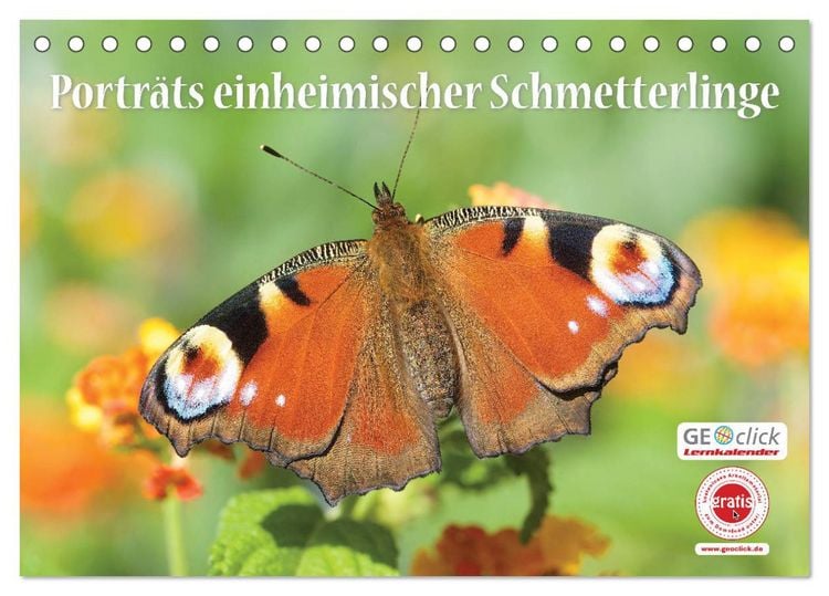 Produktbild: GEOclick Lernkalender: Portr&auml;ts einheimischer Schmetterlinge (Tischkalender 2026 DIN A5 quer), CALVENDO Monatskalender