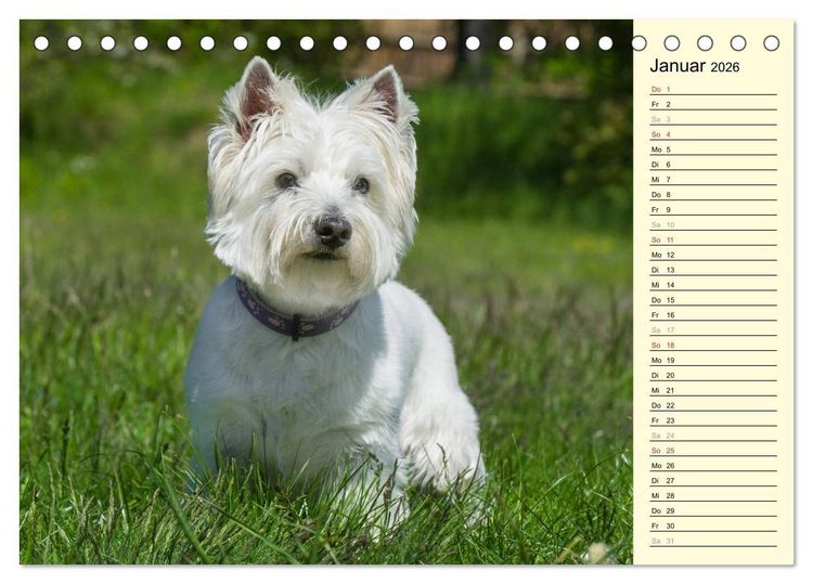 Produktbild: Kobold auf 4 Pfoten - West Highland White Terrier (Tischkalender 2026 DIN A5 quer), CALVENDO Monatskalender