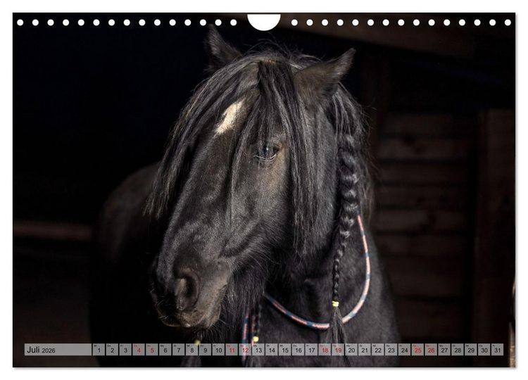 Produktbild: Colorful Horse Ranch &ndash; Wo Tinker posen und Ponys l&auml;cheln (Wandkalender 2026 DIN A4 quer), CALVENDO Monatskalender