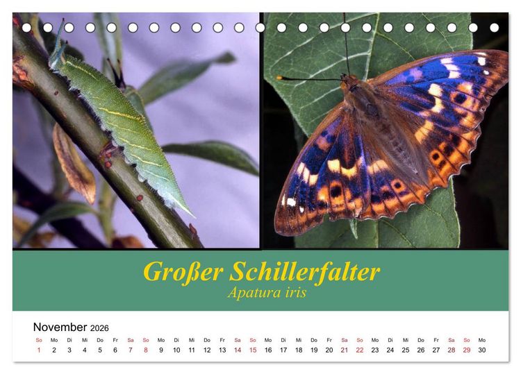 Produktbild: Zwei Leben, Raupe und Schmetterling (Tischkalender 2026 DIN A5 quer), CALVENDO Monatskalender