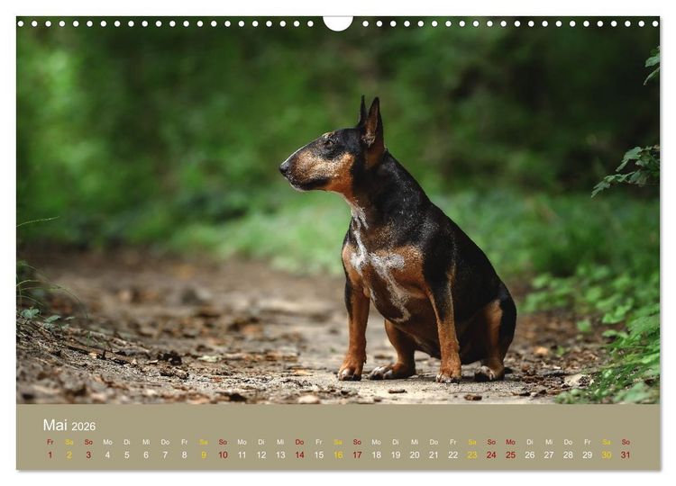 Produktbild: Bullterrier, liebenswerte Sturk&ouml;pfe (Wandkalender 2026 DIN A3 quer), CALVENDO Monatskalender