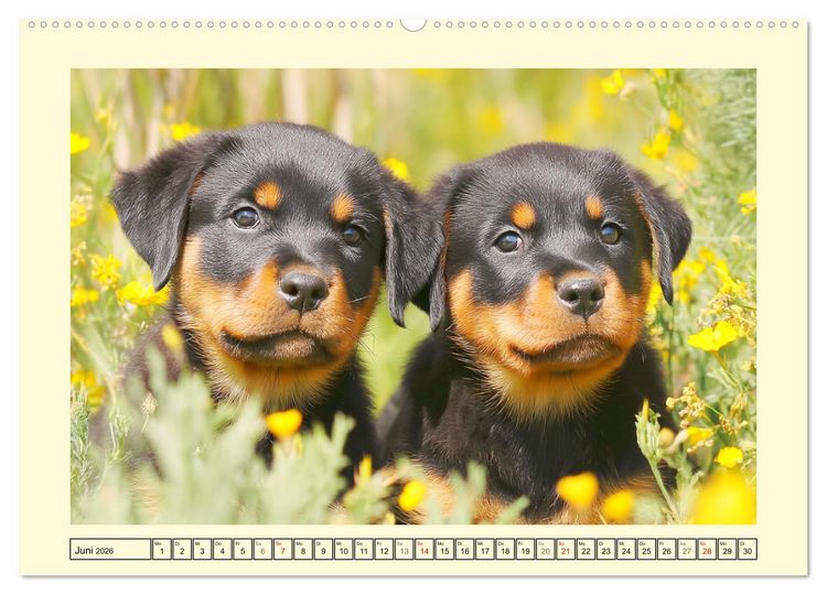 Produktbild: Rottweiler Momente. Kraftvolle Eleganz in der Natur (Wandkalender 2026 DIN A2 quer), CALVENDO Monatskalender